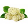 Price: €2.95 - Semi di Gelso Bianco frutti deliziosi (Morus alba) - 