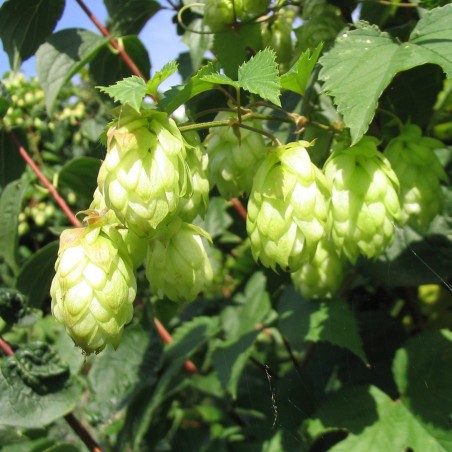 Price: €1.85 - Semi di LUPPOLO (Humulus lupulus) -