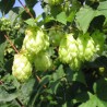 Price: €1.85 - Semi di LUPPOLO (Humulus lupulus) - 