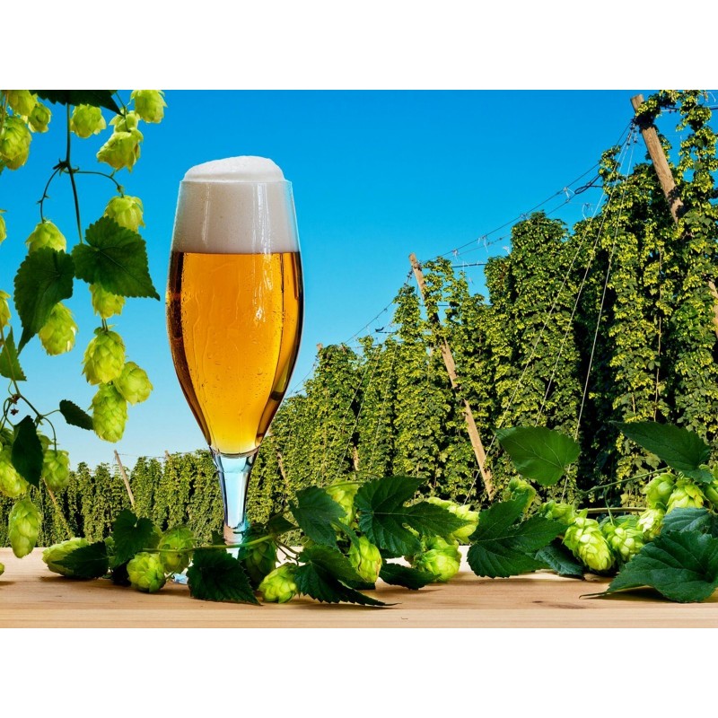 Price: €1.85 - Semi di LUPPOLO (Humulus lupulus) - 