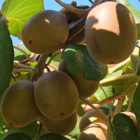 Price: €1.25 - Semillas de Kiwi Amarillo Gold - Kiwi Golden - 25°C - 