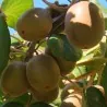 Golden Kiwi Seeds Hardy - 25°C