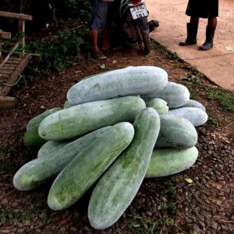 Vaxpumpa, Vintermelon Melon frön
