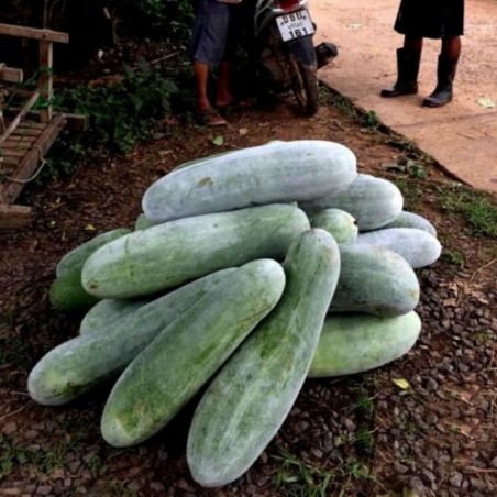 Price: €2.25 - Semi di zucca cera (Benincasa hispida) -