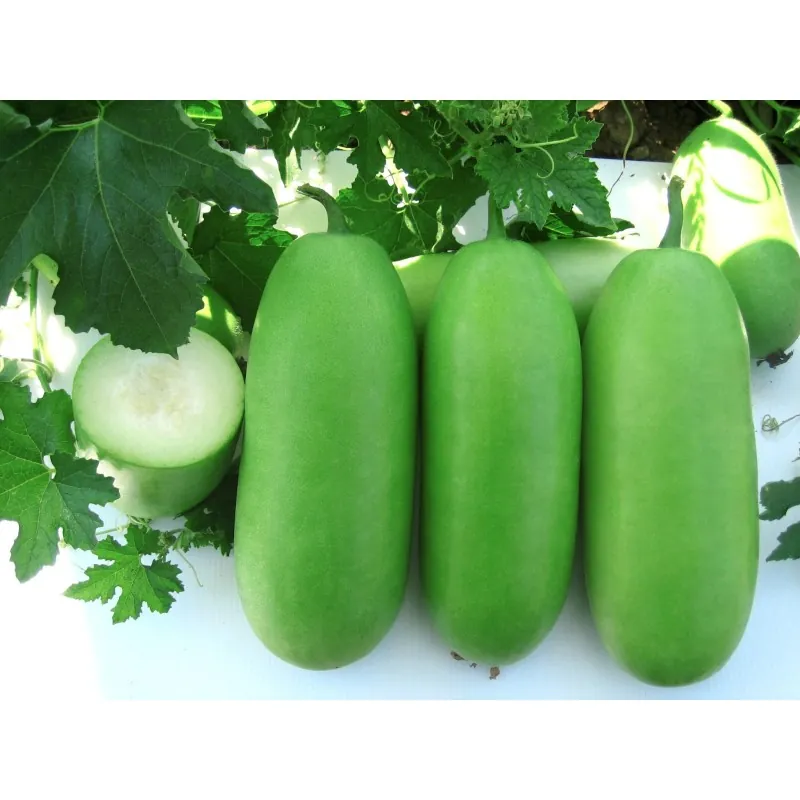 Vaxpumpa, Vintermelon Melon frön