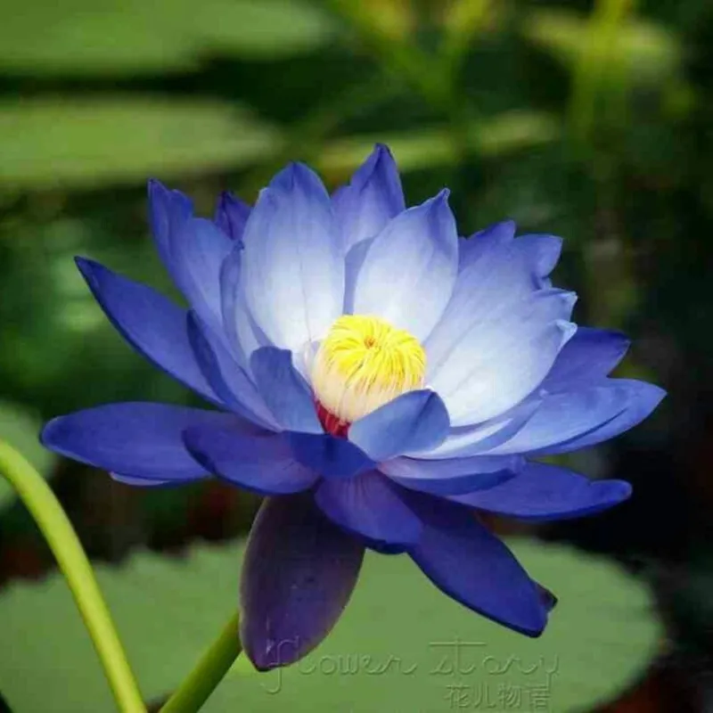 Graines de Lotus sacré couleurs mélangées (Nelumbo nucifera)