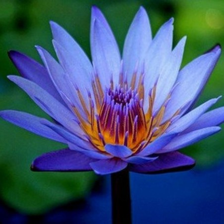 Price: €3.5 - Sementes de Lotus cores misturadas (Nelumbo nucifera) -
