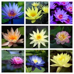 Sementes de Lotus cores misturadas (Nelumbo nucifera) 2.55 - 1