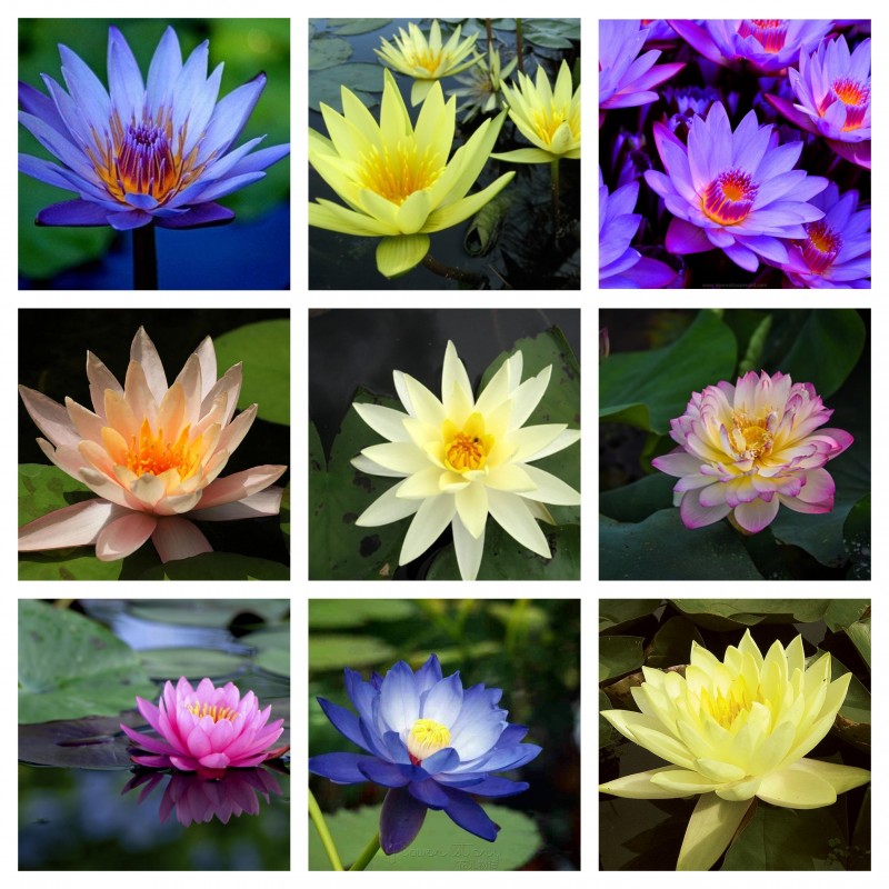 Sacred Lotus Seeds mixed colors (Nelumbo nucifera) 2.55 - 1