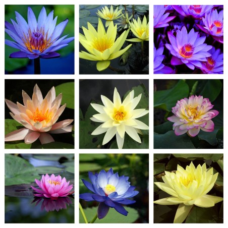 Semi di Fior Di Loto colori misti (Nelumbo nucifera)