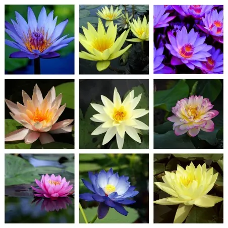 Semillas de Nelumbonaceae colores mezclados (Nelumbo nucifera)