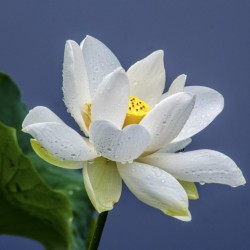 Lotus Lotosblumen Samen gemischte Farben (Nelumbo nucifera) 2.55 - 6