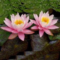 Lotus Lotosblumen Samen gemischte Farben (Nelumbo nucifera) 2.55 - 9