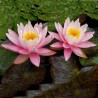 Price: €3.5 - Sementes de Lotus cores misturadas (Nelumbo nucifera) - 
