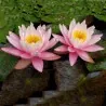 Semi di Fior Di Loto colori misti (Nelumbo nucifera)