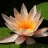 Indijski Lotos Seme mešovite boje (Nelumbo nucifera)
