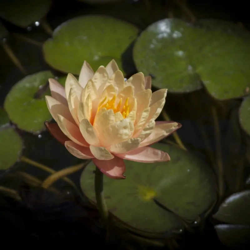 Graines de Lotus sacré couleurs mélangées (Nelumbo nucifera)