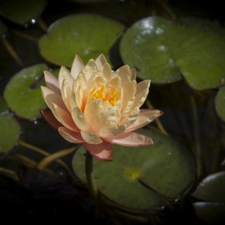 Sacred Lotus Seeds mixed colors (Nelumbo nucifera) - 3.5