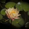 Semillas de Nelumbonaceae colores mezclados (Nelumbo nucifera)
