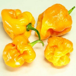 Price: €2.5 - Semillas de chile Trinidad 7 Pot JONAH - 