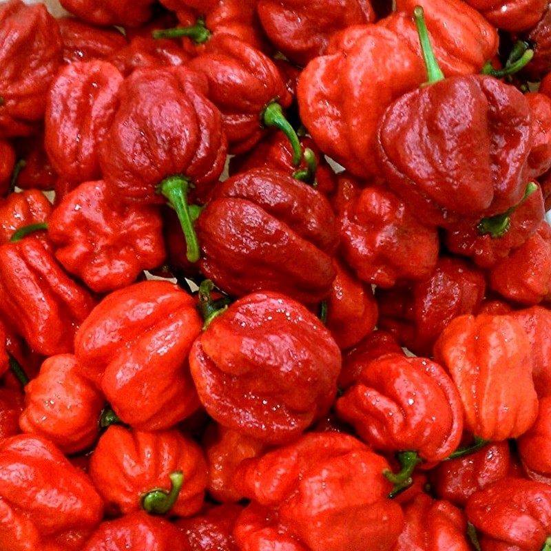 Semi di Peperoncino 7 POD JONAH | 2,50 €