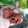Semi di Peperoncino 7 POD JONAH | 2,50 €