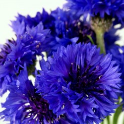 Edible - Blue Bachelor Button Flower Seeds 1.95 - 2