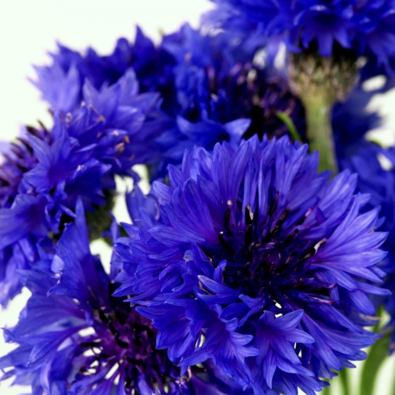 Price: €1.95 - Edible - Blue Bachelor Button Flower Seeds - 