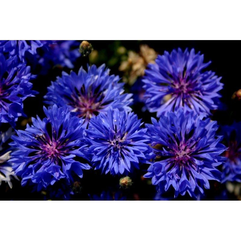 Price: €1.95 - Razlicak Seme – Jestivo Cvece (Centaurea cyanus) - 