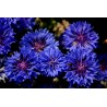 Price: €1.95 - Kornblume Samen - Essbar (Cyanus segetum) - 