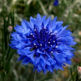 Edible - Blue Bachelor Button Flower Seeds - 1.755