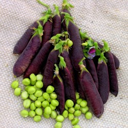 Price: €2.95 - Sementes de ERVILHA AZUL KAPUZINE - 