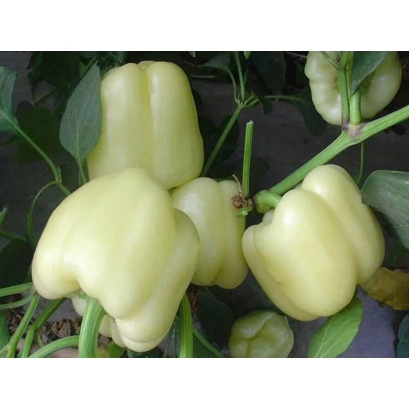 Semillas pimiento blanco dulce DIAMOND