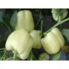 Semillas pimiento blanco dulce DIAMOND