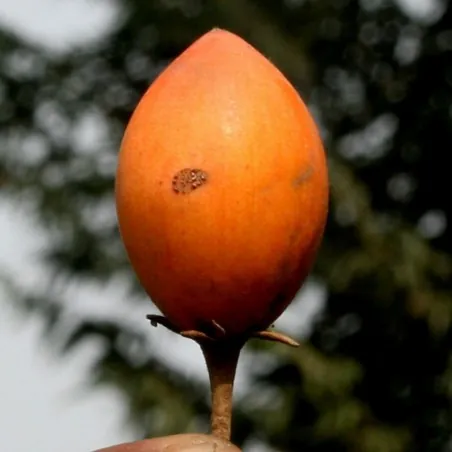 Semillas de Bakula (Mimusops elengi)
