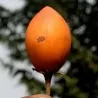 Spanish Cherry Seeds (Mimusops elengi)