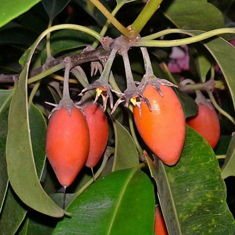 Price: €2.95 - Spanish Cherry Seeds (Mimusops elengi) - 