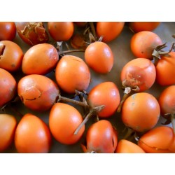 Sementes de Spanish cherry - Bakula 2.95 - 3