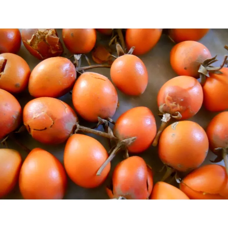 Sementes de Abricô do Mato (Mimusops elengi)