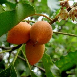 Spanische Kirsche - Bakul-Baum Samen 2.95 - 4