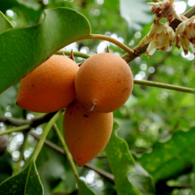 Price: €2.95 - Spanish Cherry Seeds (Mimusops elengi) - 