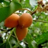 Bakul Frön - Spanish Cherry (Mimusops elengi)