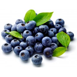 Bilberry - Μύρτιλλο - Whortleberry Σπόροι 1.95 - 1