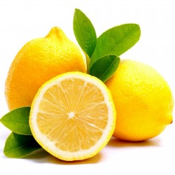 Citron frön (Citrus × limon) 1.95 - 1