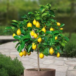 Citron frön (Citrus × limon) 1.95 - 2