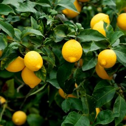 Graines de Citron (Citrus x limon) 1.95 - 3