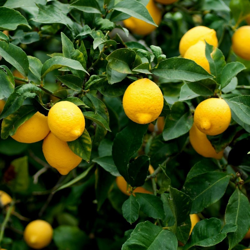 Price: €1.95 - Graines de Citron (Citrus x limon) - 
