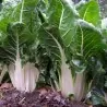 Semillas de Acelga White Silver