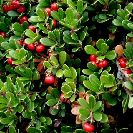 Price: €2.45 - Bearberry, Kinnikinnick, Bear-Grape Seeds (Arctostaphylos uva-ursi) -