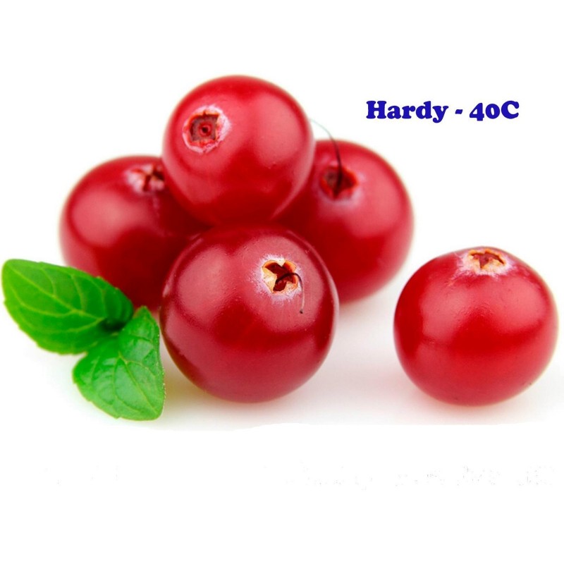 Price: €2.45 - Echte Bärentraube Samen (Arctostaphylos uva-ursi) - 
